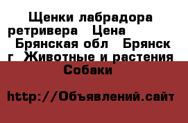Щенки лабрадора ретривера › Цена ­ 10 000 - Брянская обл., Брянск г. Животные и растения » Собаки   